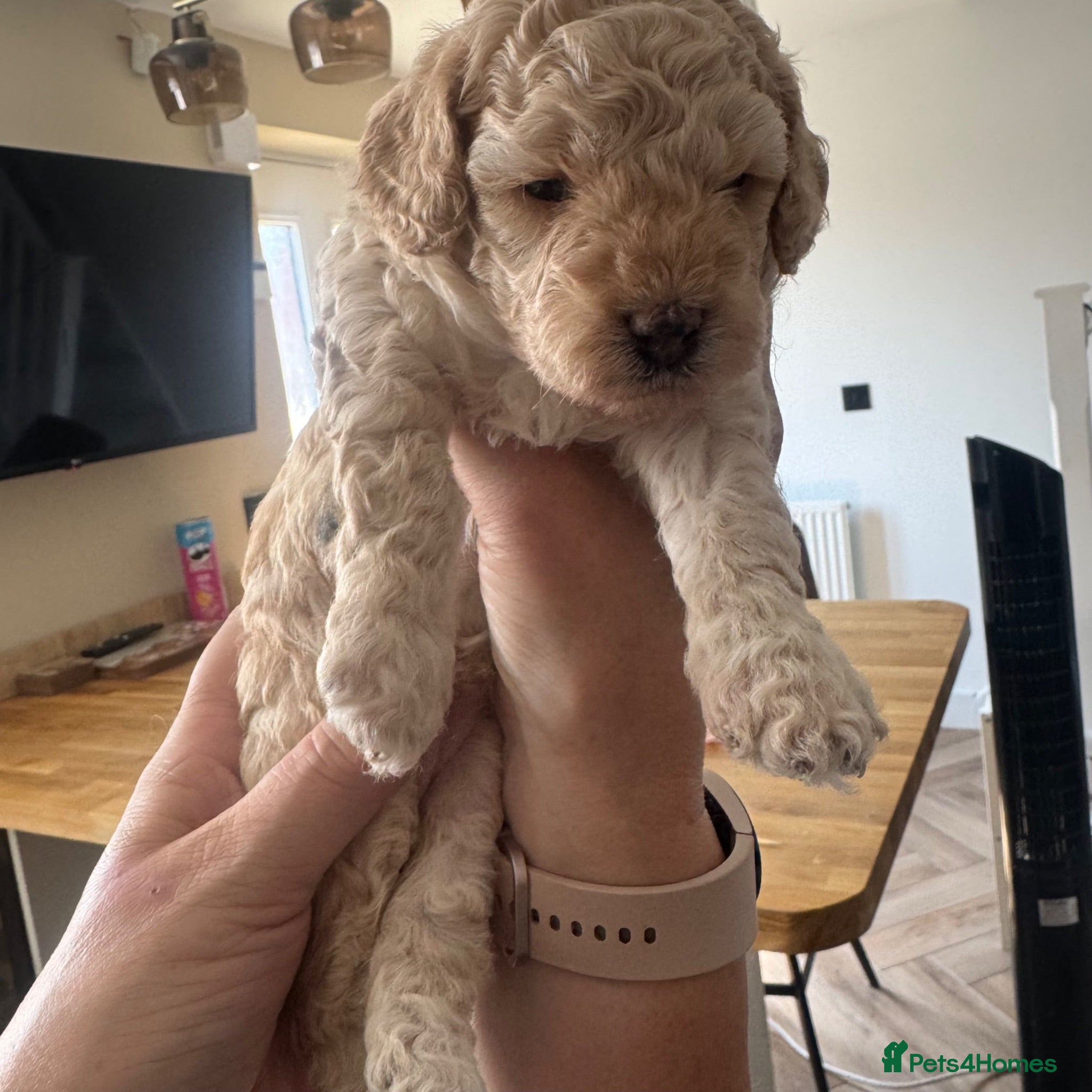 Cavapoo dogs Fully heath cheeked Cavapoos  - Advert 1