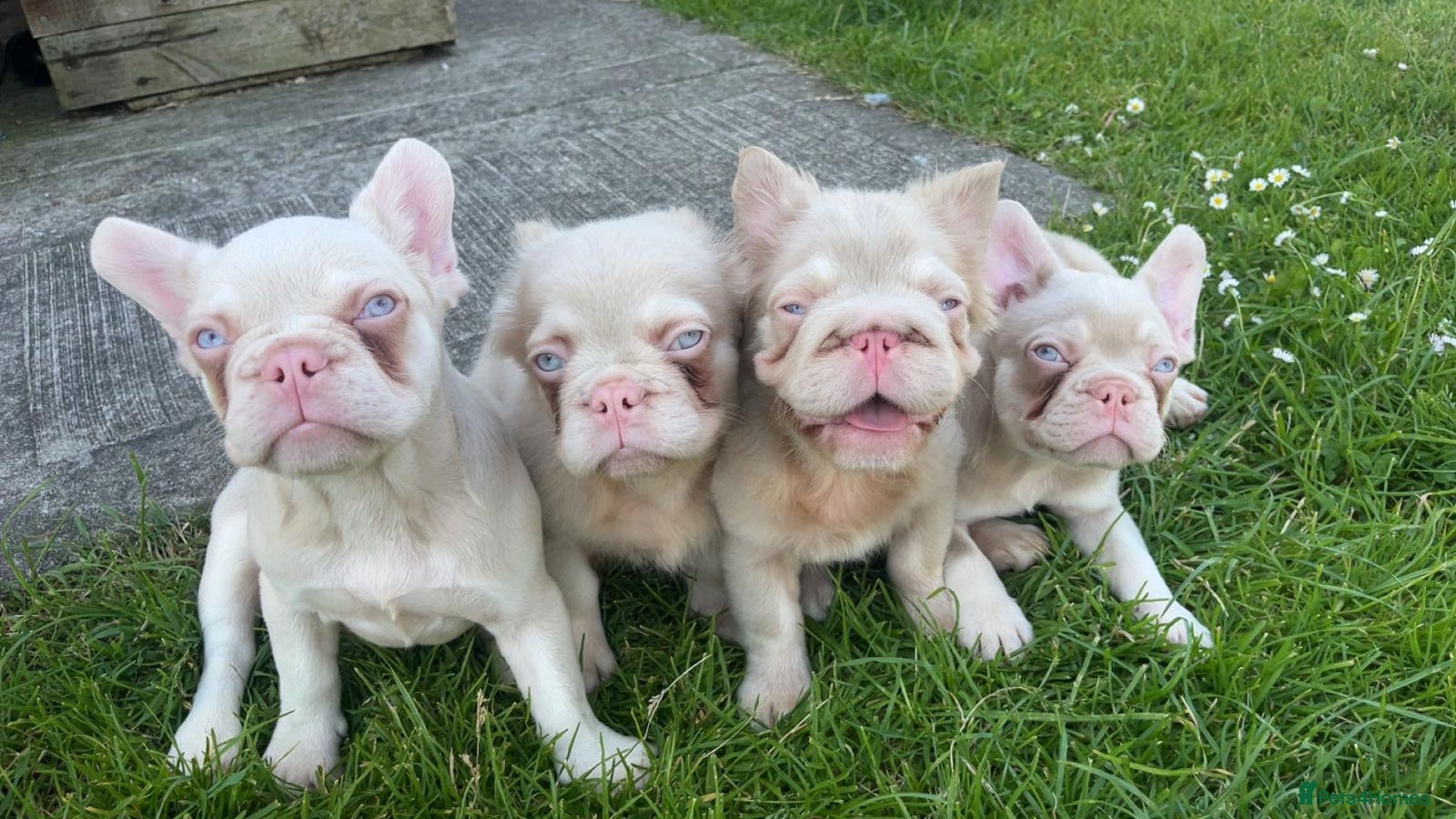 French Bulldog dogs Caramel pink miniature French bulldogs - Advert 2
