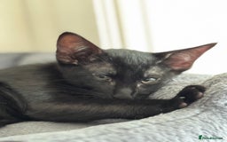 Mixed Breed cats for sale: Ready now! Oriental x British shorthair kittens - Image 35