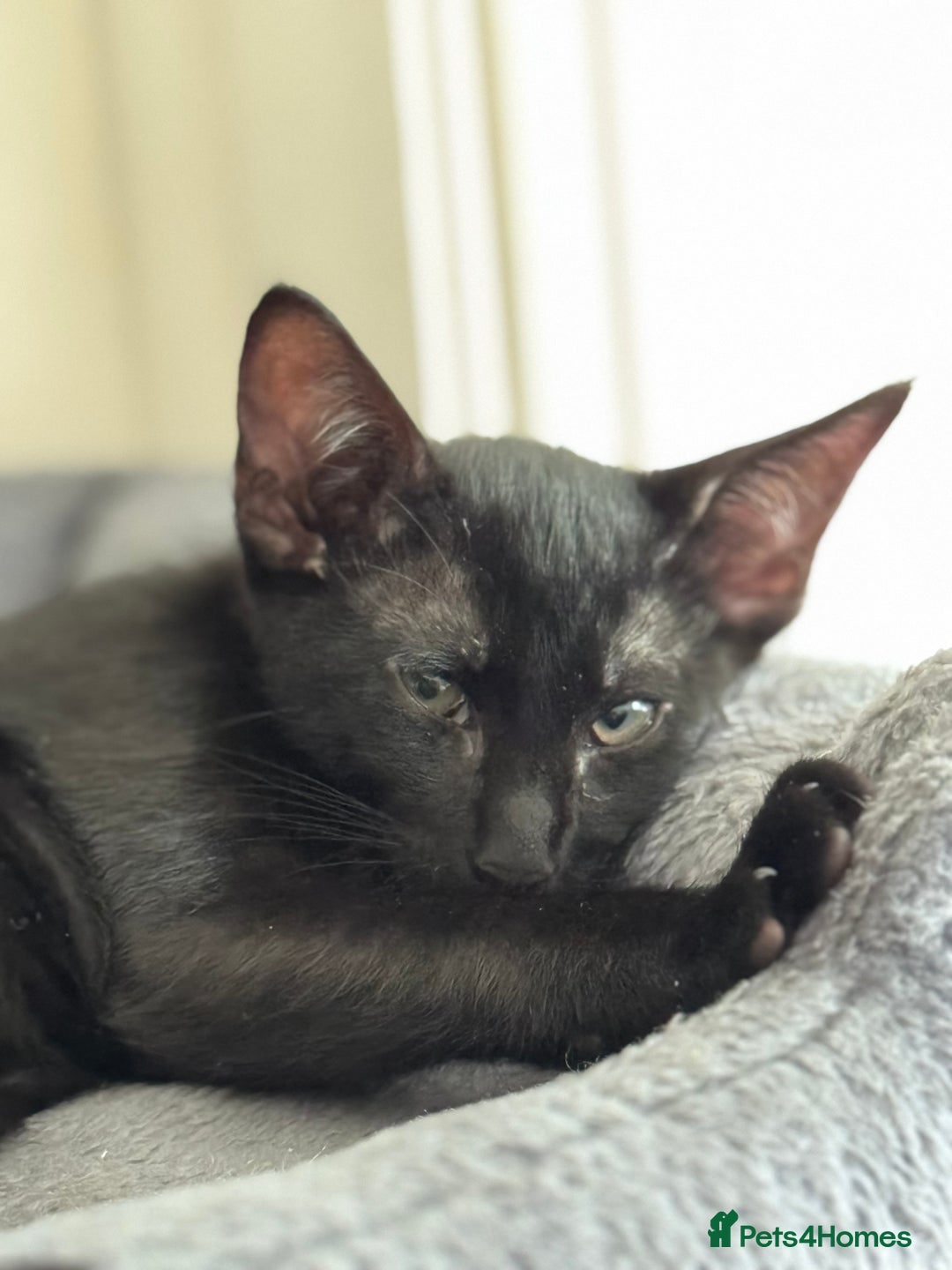 Mixed Breed cats for sale: Ready now! Oriental x British shorthair kittens - Image 35