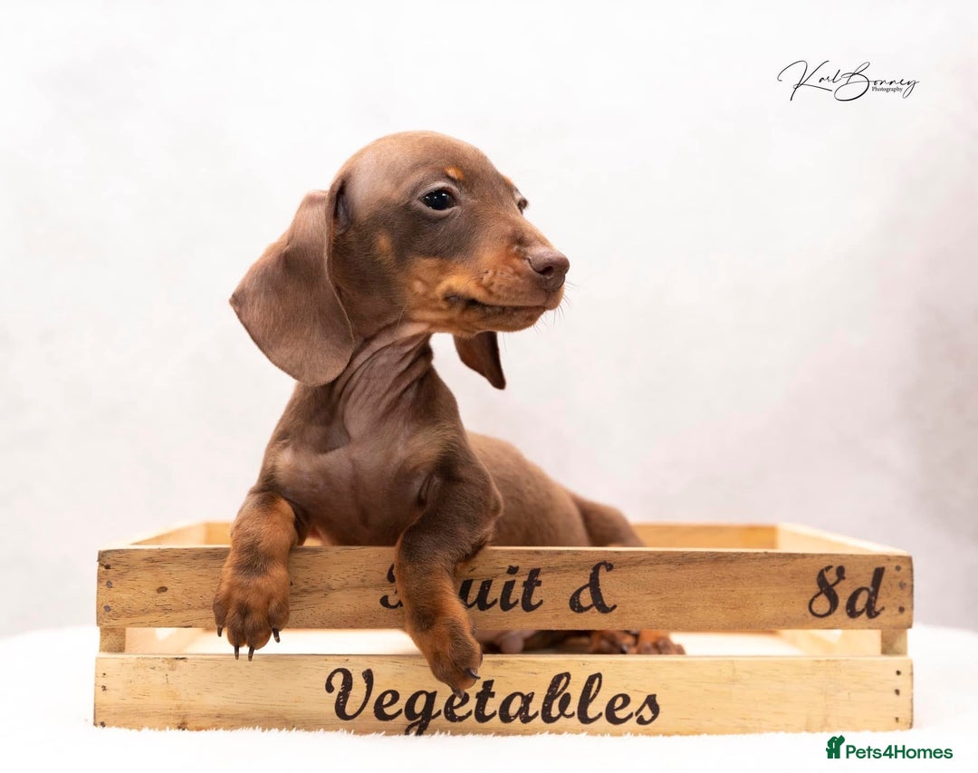 Miniature Dachshund dogs for sale: ONE TINY CHOC/TAN smooth haired male dachshund - Image 38