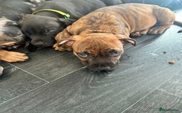 American Bulldog dogs for sale: Stunning Standard American Bulldog Puppies - Image 21