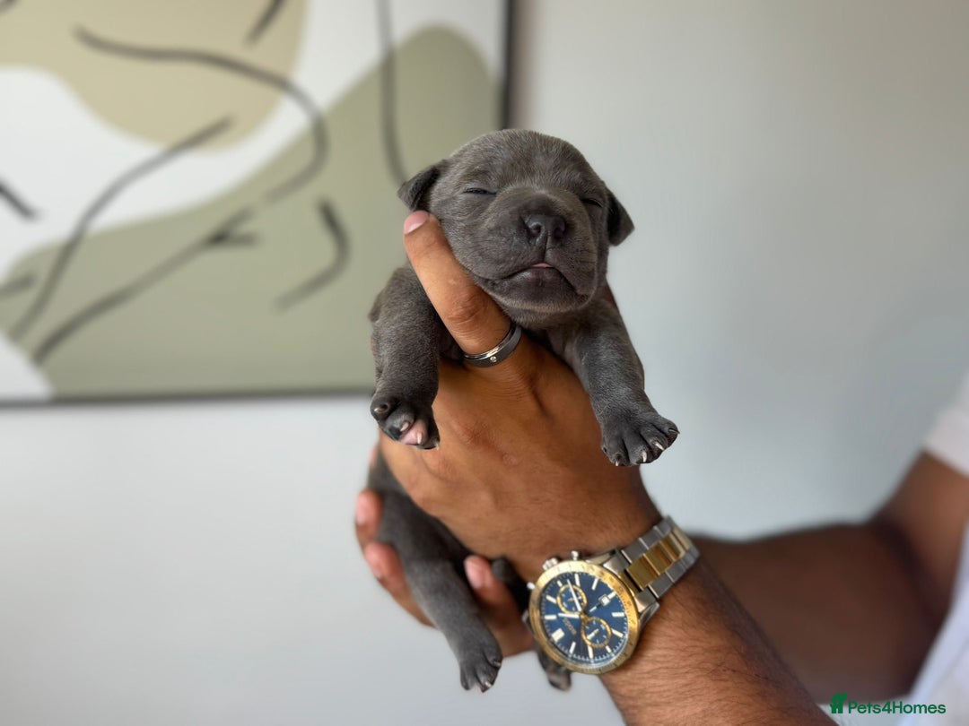 Staffordshire Bull Terrier dogs for sale: 😍😍 BEAUTIFUL & CHUNKY BLUES💙 - Image 5