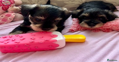 Schnoodle dogs - Advert 8