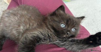 Mixed Breed cats - Advert 6