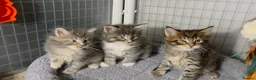 Maine Coon cats for sale: Tica Beautiful Maine Coon Kittens  in Sittingbourne - Advert 29
