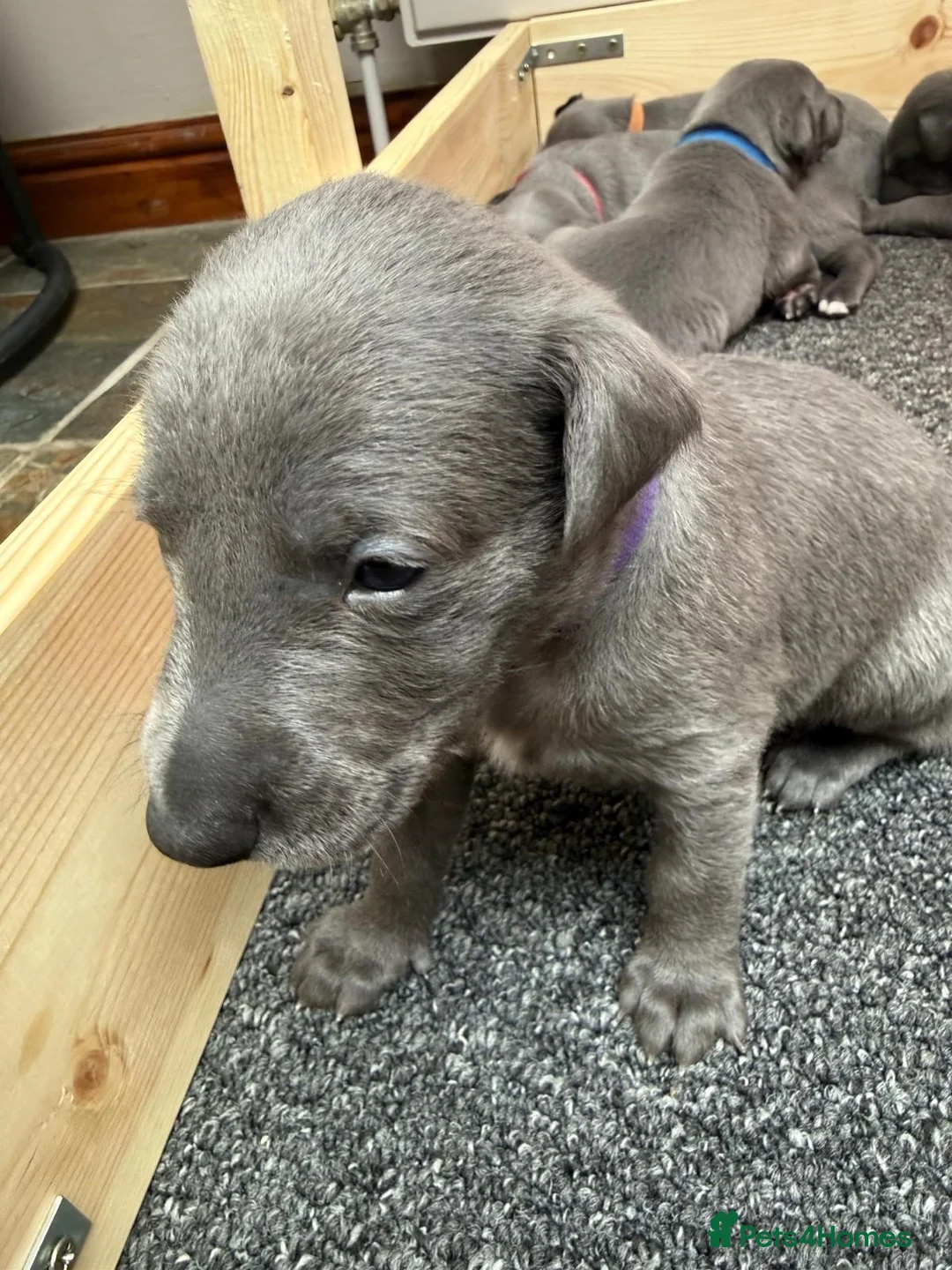 Whippet dogs for sale: Whippets - Advert 17