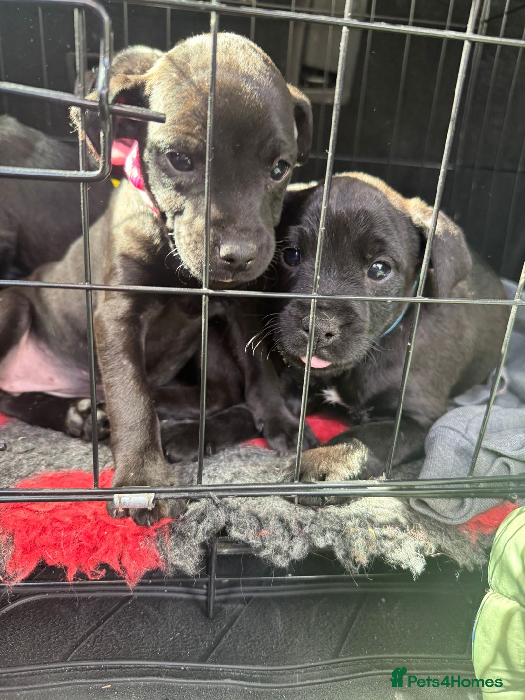 Patterdale Terrier dogs for sale: Pretty Patterdale Puppies  - Image 16