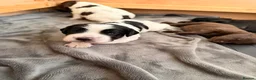 Mixed Breed dogs for sale: Sprockerpoo Puppies - Advert 36