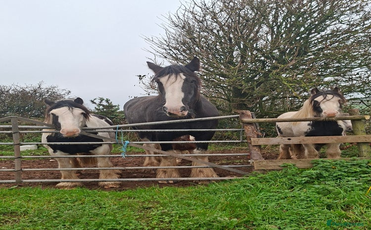Shire horses Black shire mare - Advert 1