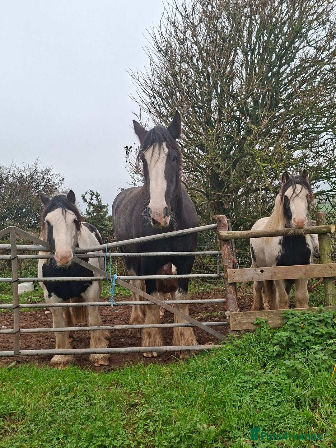 Shire horses for sale: Black shire mare - Advert 1