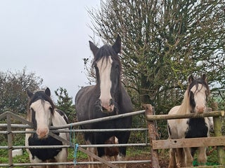 Shire horses Black shire mare - Advert 1