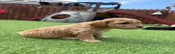 Jackapoo dogs for sale: Jackapoo Puppies - Advert 17