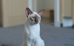 Siamese cats for stud: GORGEOUS WEDGEHEAD TYPE SIAMESE STUD - Image 7