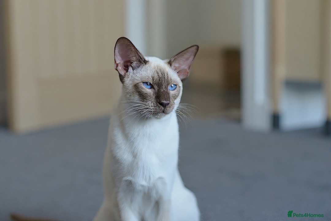 Siamese cats for stud: GORGEOUS WEDGEHEAD TYPE SIAMESE STUD - Image 7