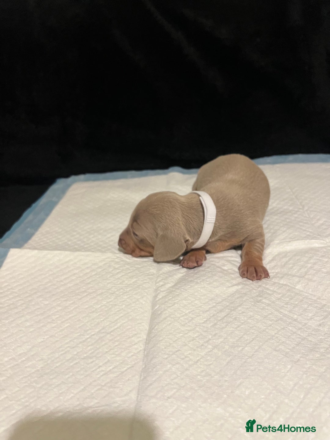 Dachshund dogs for sale:    🌈 Stunning Dachshund puppies 🌈  - Image 5