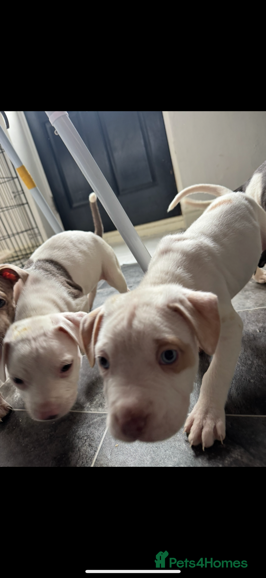 Staffordshire Bull Terrier dogs for sale: Staffy x shar pei pups  - Advert 11