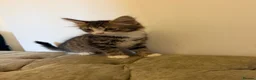 Mixed Breed cats for sale: Kittens ready for new homes now  - Advert 3