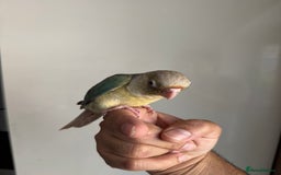 Conures birds for sale: Hand Reared Tame baby conures  - Image 27
