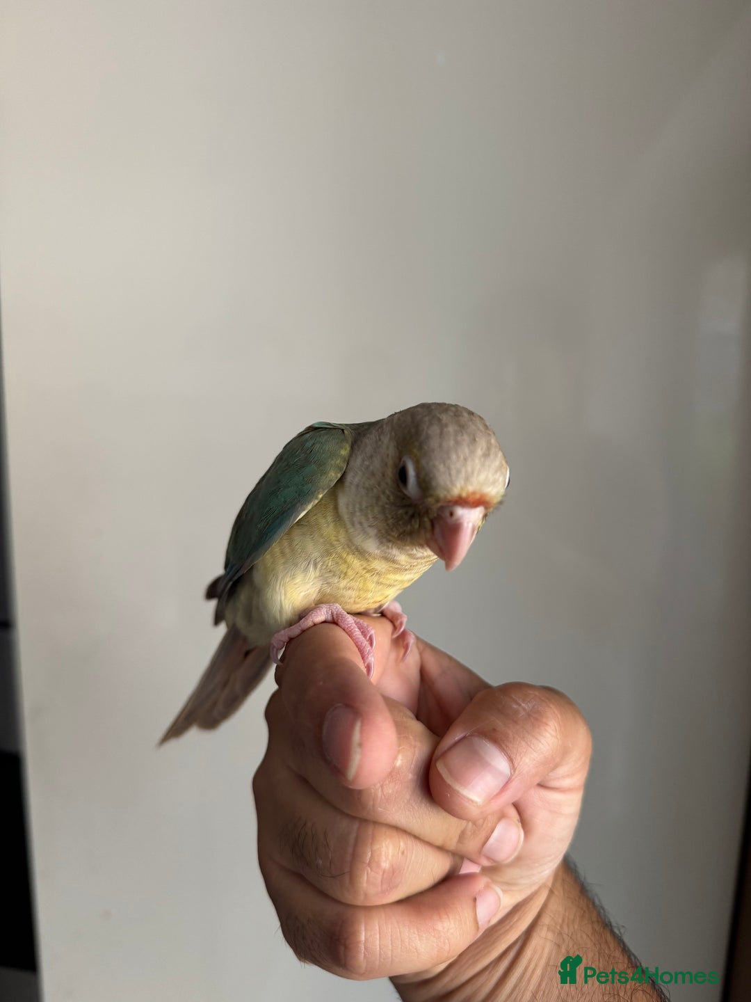 Conures birds for sale: Hand Reared Tame baby conures  - Image 27