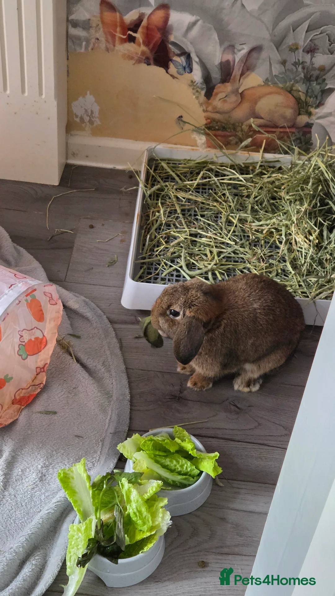 Mini Lop rabbits for sale: 2 female mini lops  in Basildon - Advert 5