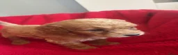 Cockapoo dogs for sale: Our Beautiful Cockapoo Puppys ❤️ - Advert 12