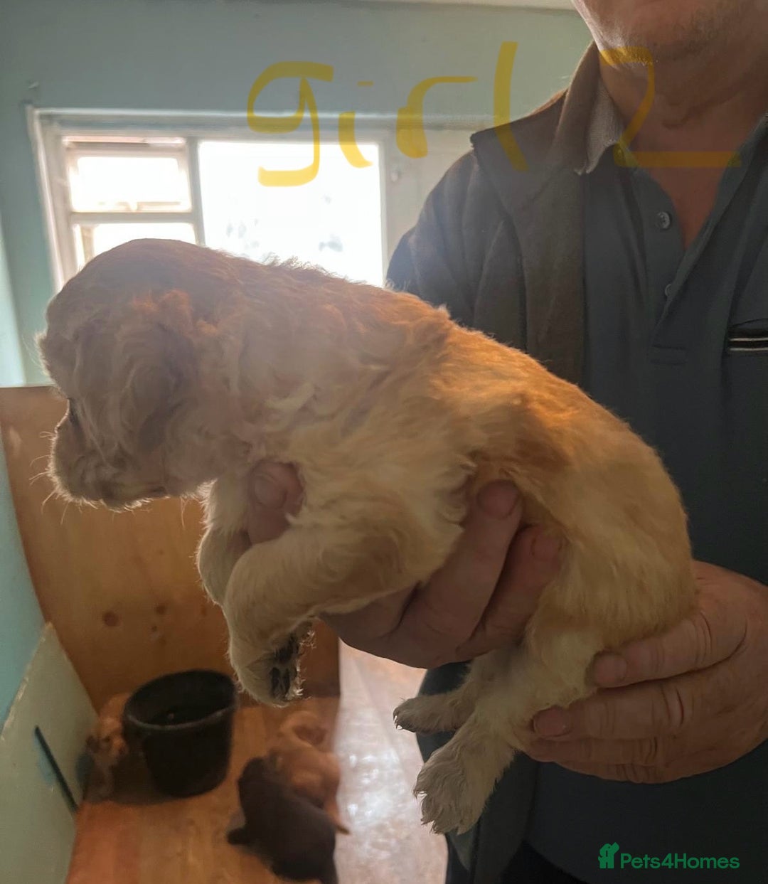 Labradoodle dogs for sale: Labradoodle puppies for sale  - Image 10