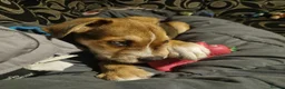 Mixed Breed dogs for sale: 1 year old Mixed Breed male - Advert 3