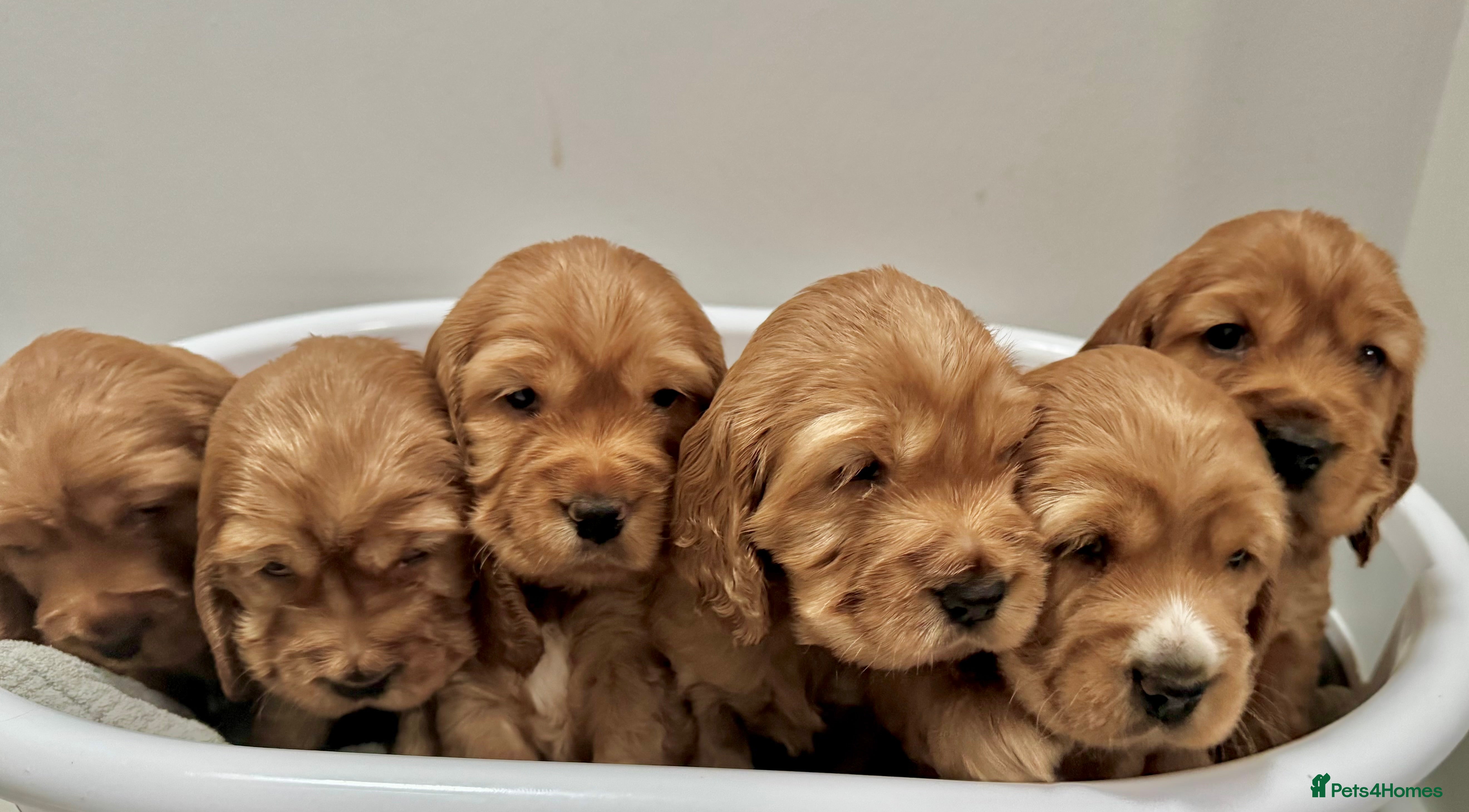 Cocker Spaniel dogs Show type cocker spaniels - Advert 2