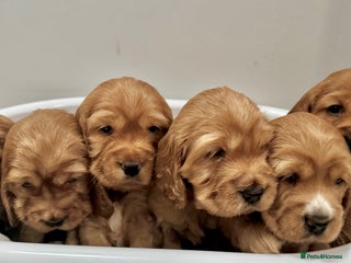 Cocker Spaniel dogs Show type cocker spaniels - Advert 1