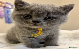 British Shorthair cats for sale: GORGEOUS Pedigree BSH Kittens from Show Breeder - Image 4