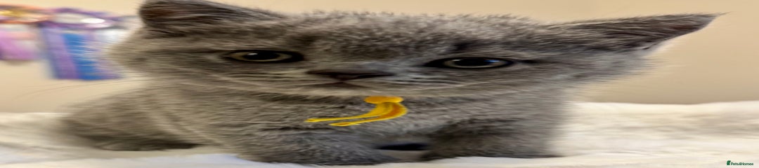 British Shorthair Kitten 1