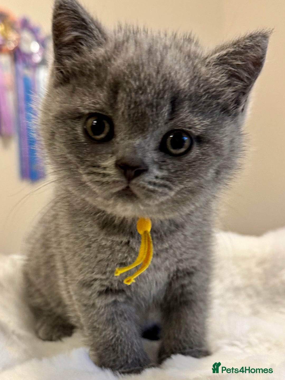 British Shorthair cats for sale: GORGEOUS Pedigree BSH Kittens from Show Breeder - Image 4