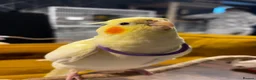 Cockatiels birds for sale: Beautiful hand-tame lutino Cockatiel  in Westbury - Advert 12