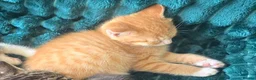 Mixed Breed cats for sale: Mixed breed  in Canvey Island - Advert 4