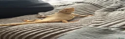 Bearded Dragon reptiles for sale: Breaded dragon + viv for sale - Advert 3