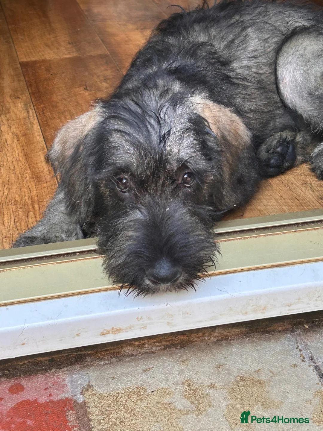 Giant Schnauzer dogs for sale: Fully vaccinated giant schnauzer puppies P/S - Advert 2