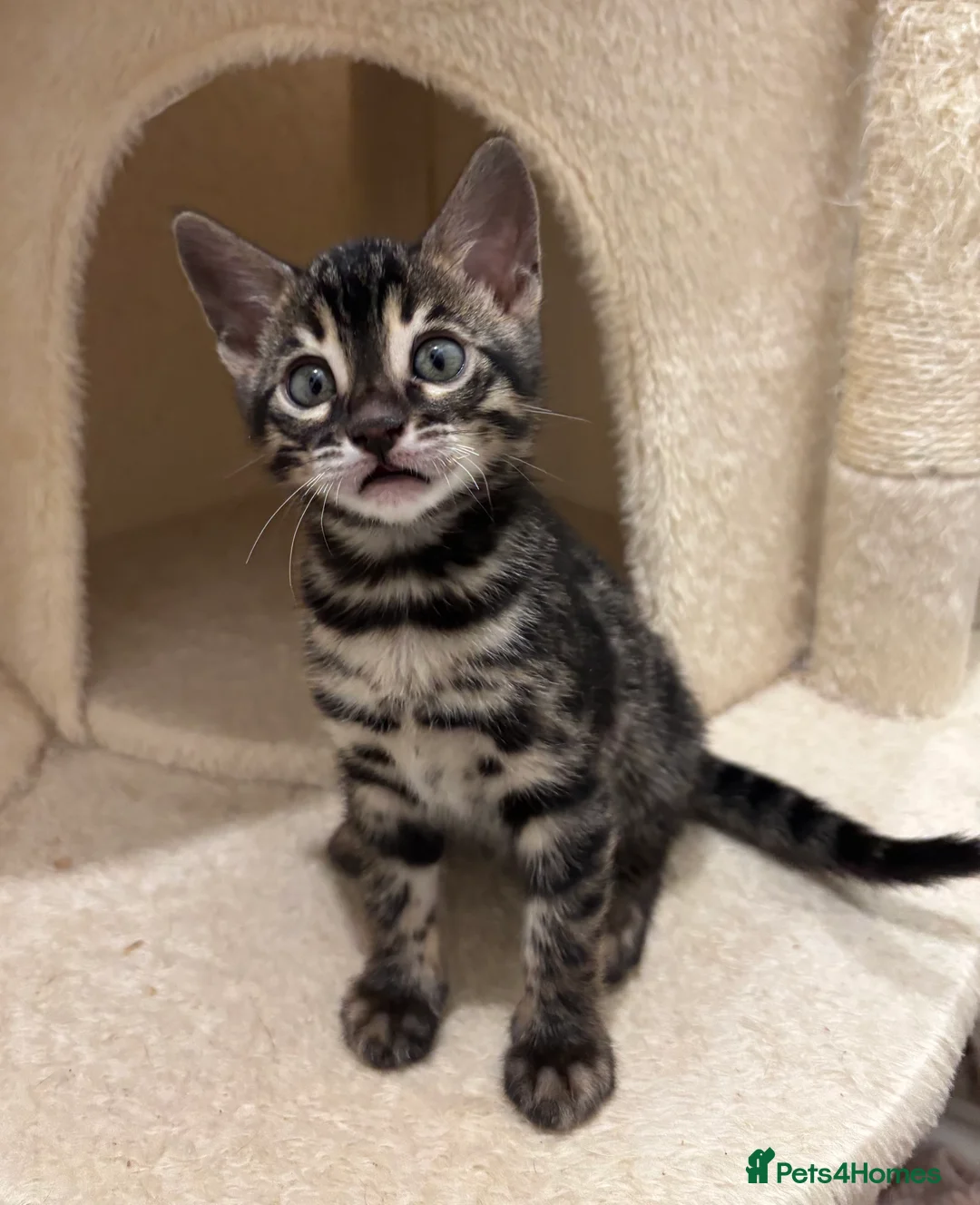 Bengal cats for sale: 🌟Pedigree bengal kittens🌟 - Advert 4