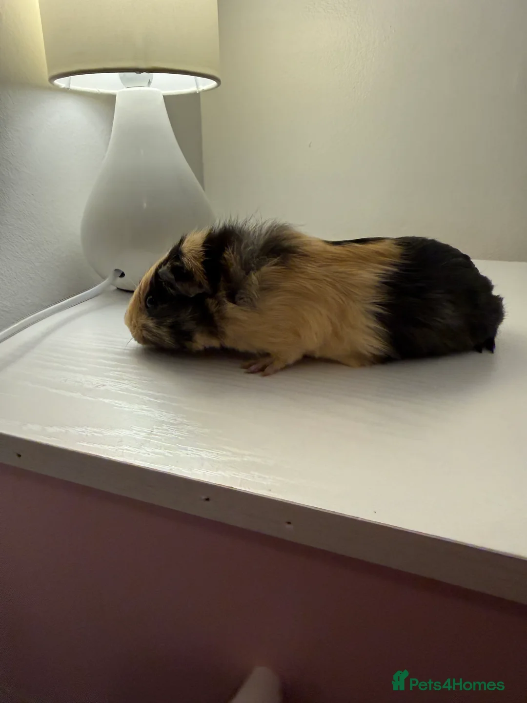 Guinea Pig rodents for sale: Baby guinea pigs  - Advert 8