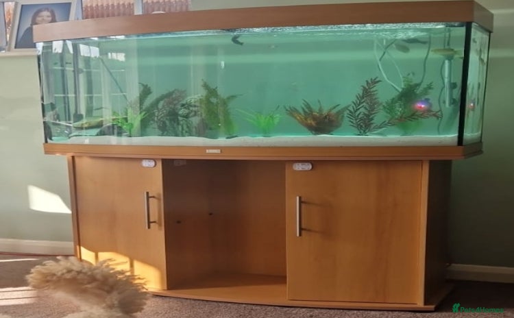 Other/Mixed Breed fish Community fish tank with mixed fish  - Advert 2