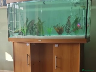 Other/Mixed Breed fish for sale: Community fish tank with mixed fish - Advert 1