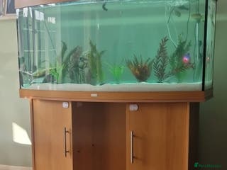 Other/Mixed Breed fish Community fish tank with mixed fish - Advert 4