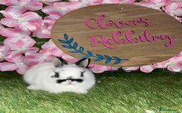Netherland Dwarf rabbits for sale:  pedigree Neverland dwarf also have mini lops   - Image 5