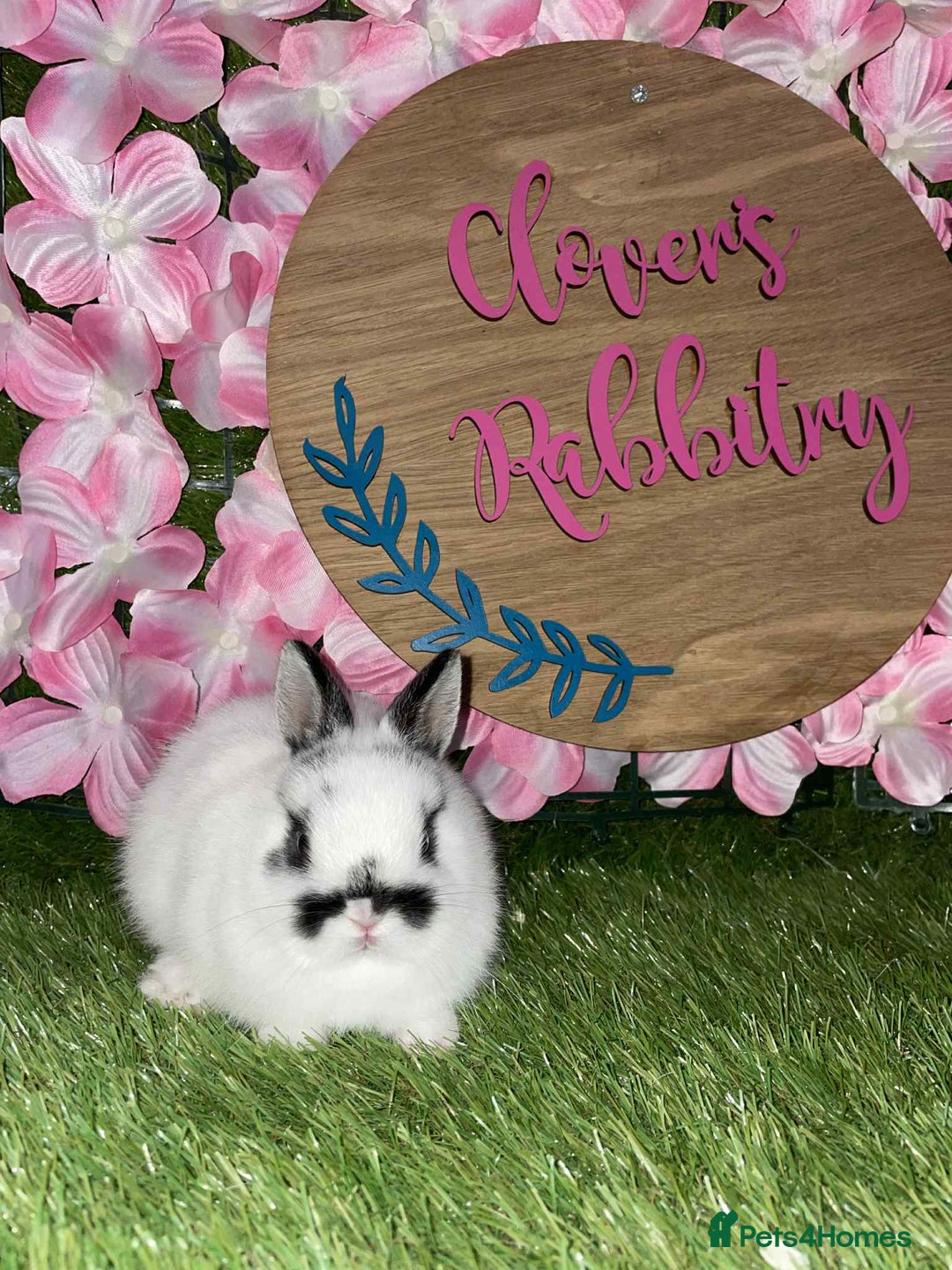 Netherland Dwarf rabbits for sale:  pedigree Neverland dwarf also have mini lops   - Image 5
