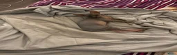 Sphynx cats for sale: Kitten - Advert 25