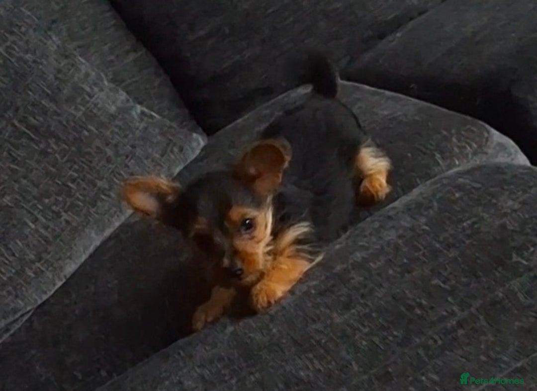 Mixed Breed dogs for sale: One healthy Dorkie ready to go  - Image 2
