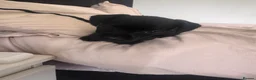Patterdale Terrier dogs for sale: Beautiful Black Patterdale Terrier Puppy in Cleator Moor - Advert 3