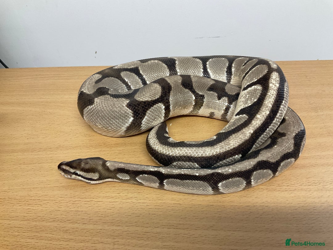 Python Snake reptiles for sale: Royal Pythons  - Image 16