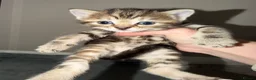 Mixed Breed cats for sale: Lovely Litter Of Mixed Kittens in Hull - Advert 18
