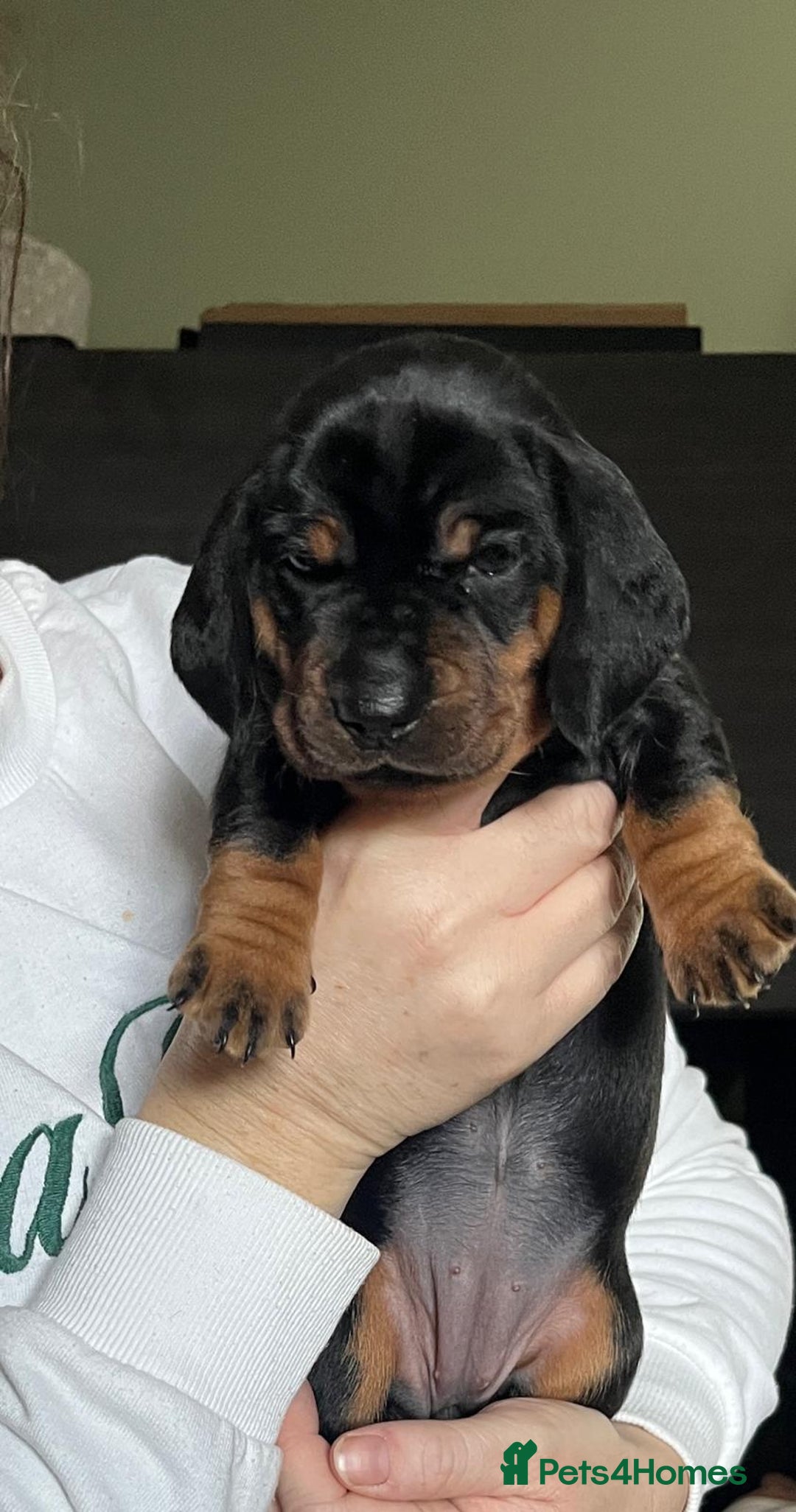 Dachshund dogs for sale: Standered dachunds. Only 2 remain - Image 2